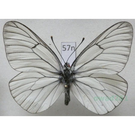 Aporia crataegi (Linnaeus, 1758) male Niestrzęp głogowiec Poland57n